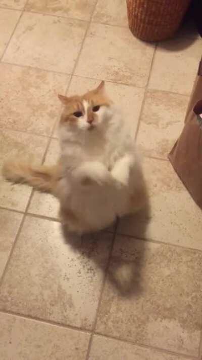 We picked her up as a rescue a few years ago. Not sure where she learned it but this is how she begs. Tried posting on catsstandingup but it didnt seem to go through.