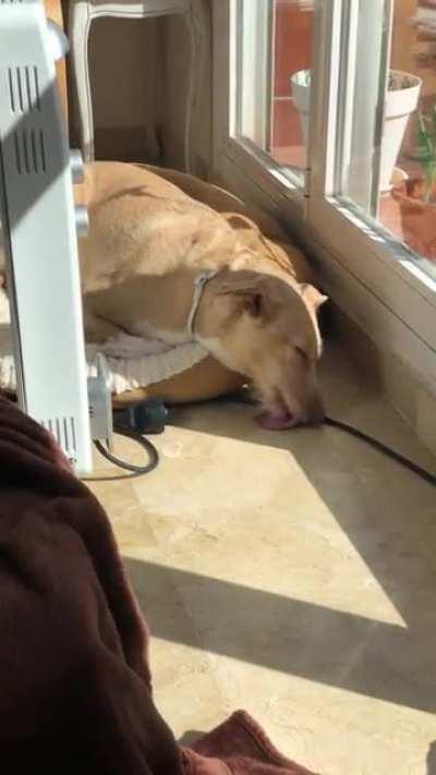 Just caught my dog licking the floor in her sleep. Her look when she realised cracked me up.