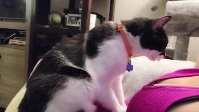 Mavis Beacon's biscuits contain little drops of a special ingredient (wait for it)