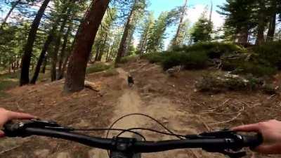 Can’t wait to train my girl to do this!