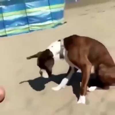 doG GETS HIS brAIn scRambLed By sorcerY