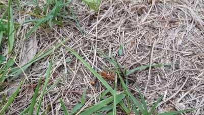 Como son las avispas en tu barrio ? las Avispas :