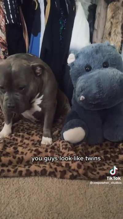 Just a couple of hippos