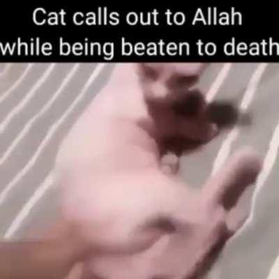 Yuumi seeks redemption😳😳