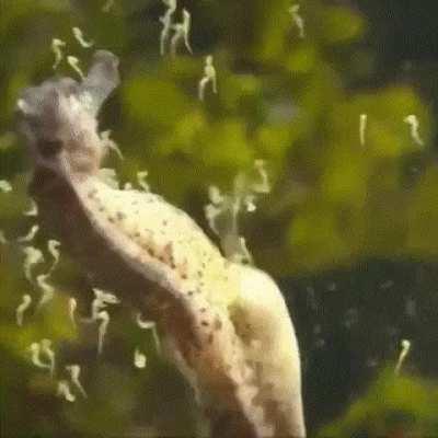 Male Seahorse Giving Birth
