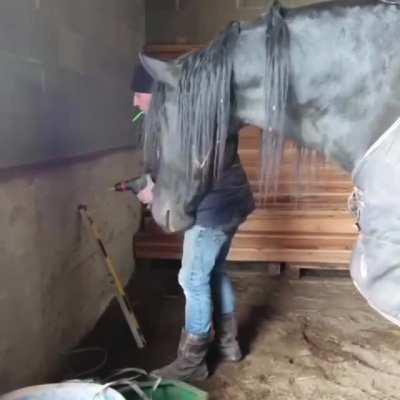 The foreman Horse is watching the worker