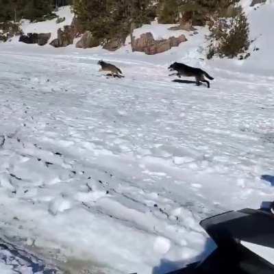 Wolf chasing Coyote past ice fishermen.