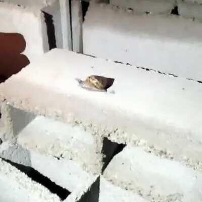 es mi primera vez en el reddit