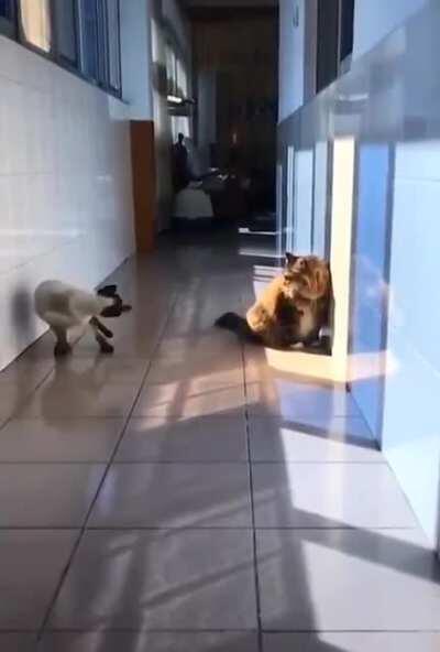 To attack nor not to attack.. that is the question