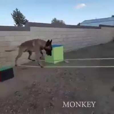 Ninja Doggo Training...
