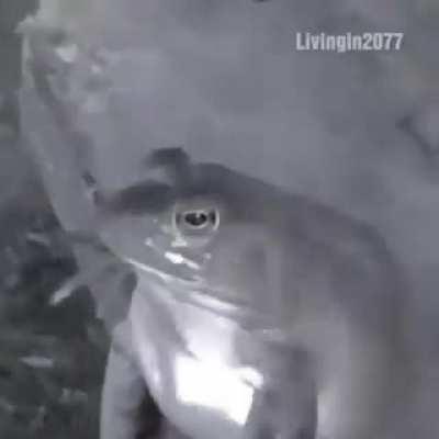 Guinas na época de escola :/