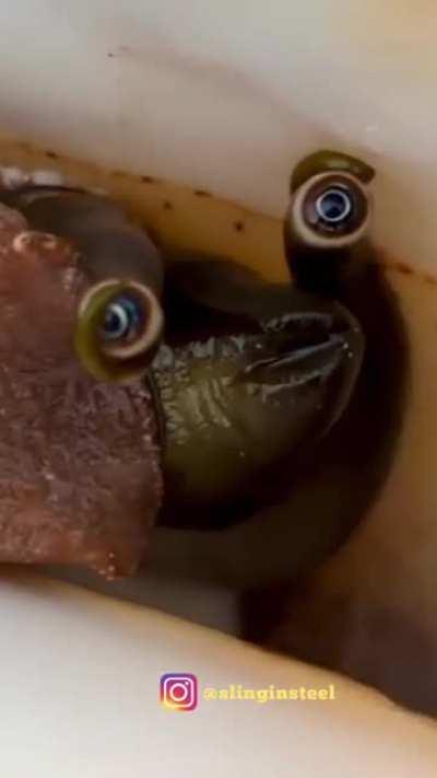 The snail is looking into your soul