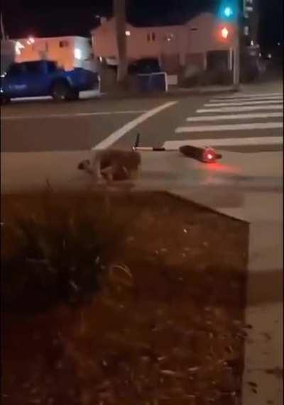 самокатчики начало