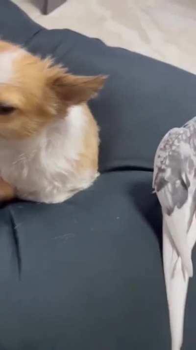 This dog looks like he's been listening to that song every day since last Christmas