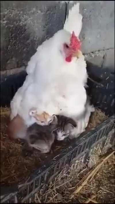 Warm and safe with mummy..