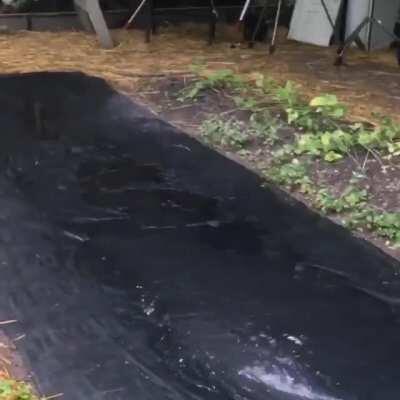 Or maybe he just wants to play? Water Dragon. Here There Be Monsters.