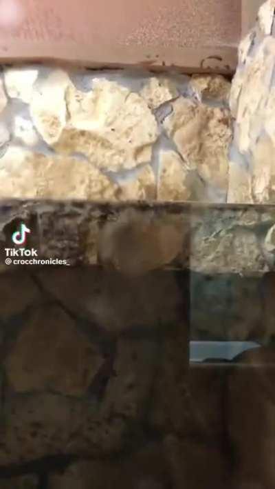 The snake got humbled