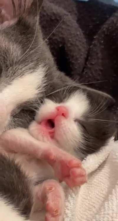 smol kitty dreaming <3