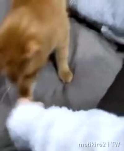 Play with me human !