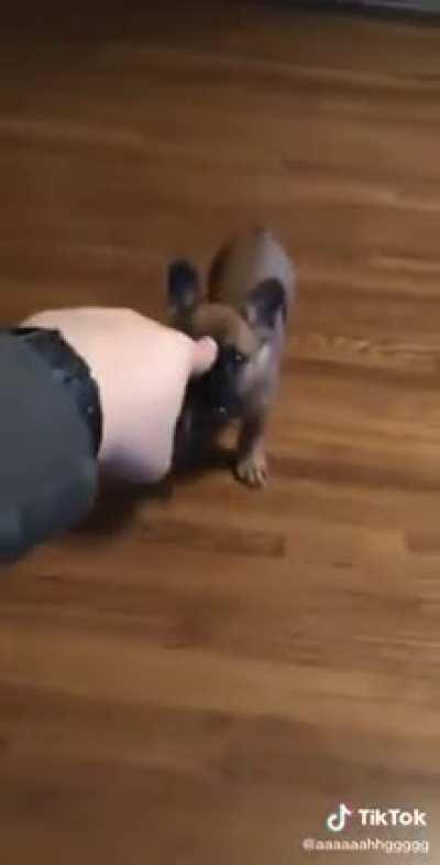 CrAzy pUpPY BitES pOoR mAns FiNgEr oFf
