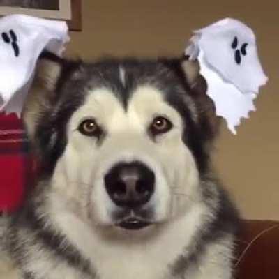 since it’s spooky szn