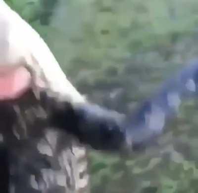 Throwing an alligator