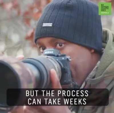 Professional squirrel photographer