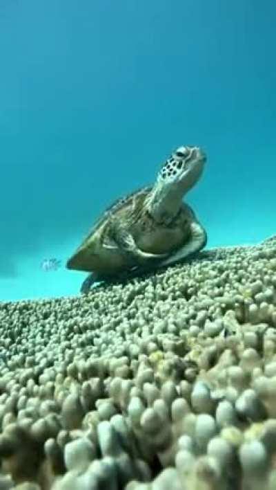 🔥 sea turtle taking a rest on the corals