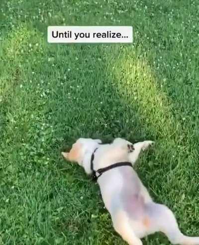 He is still a good boi though