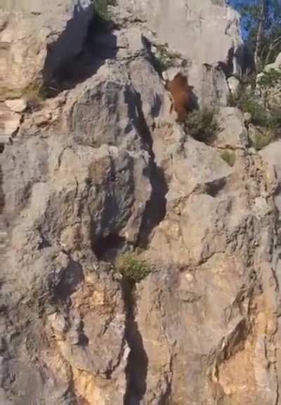 Гризли-скалолаз - впечатляющая скорость подъема!