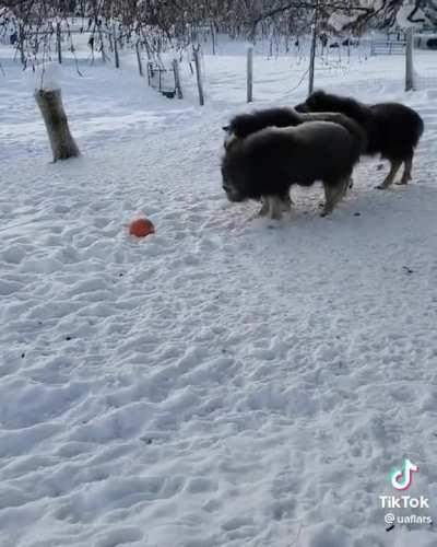 Fluffy ice cream machines