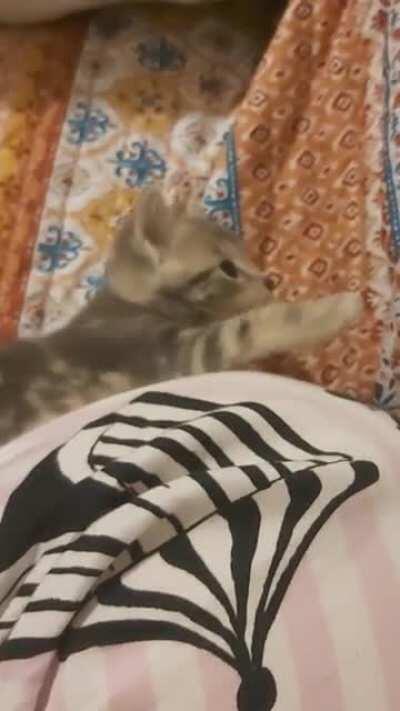 Obsessed with me tonight following me everywhere wanting play plays oh my little mufffin