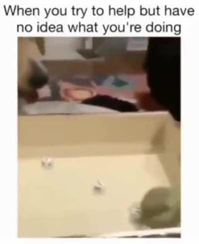 Cute Doggo trying to be useful