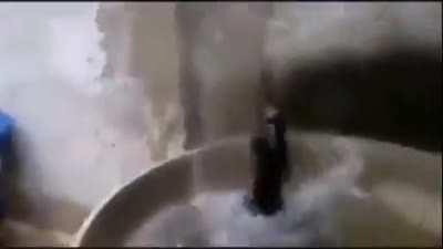 gato kl tonto wuajaja