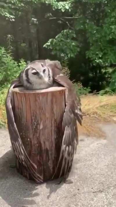 This Owl