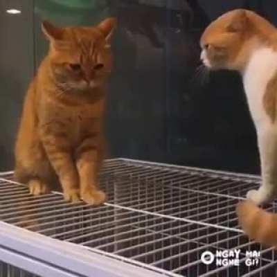 Getting yelled at be like