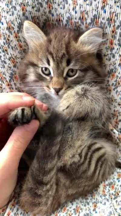 Getting kitten use to paws being touched