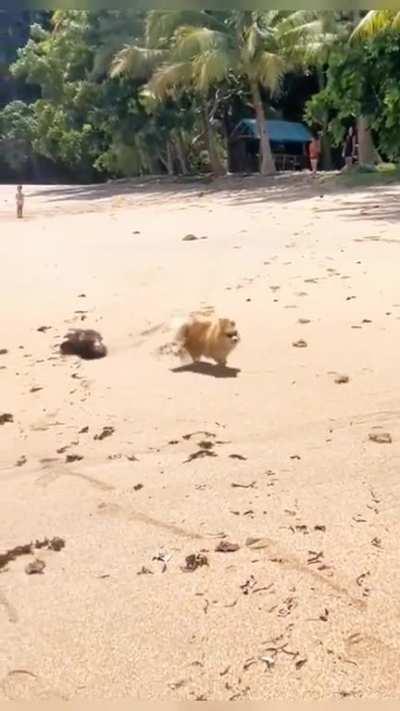This beach is mine!