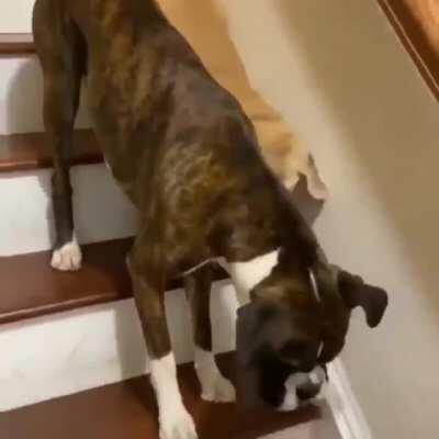 A good dog protects his blind friend down the stairs