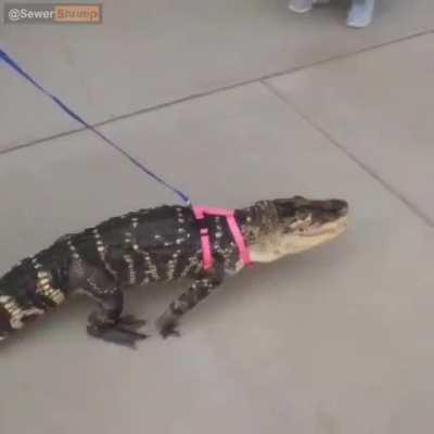 It is now gator wednesday caw caw