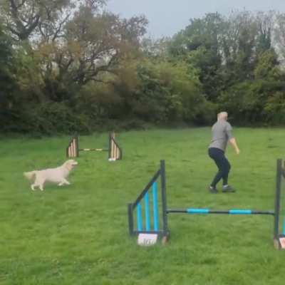 Golden Retriever training for a dog show.