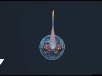 Glass squids doing their best