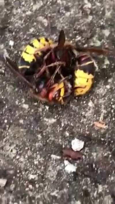 My friend sent me this and I don’t even know what in gods name is happening there but anyway fuck those wasps