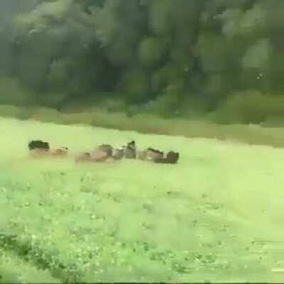 When NRC will be implemented, Something like this will happen across the county