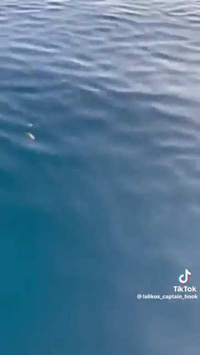 Blows my mind how bluefin tunas don't even disturb the surface of the water.