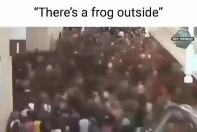 frog
