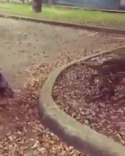 Titties Pop Out While Big Girls Trade Blows