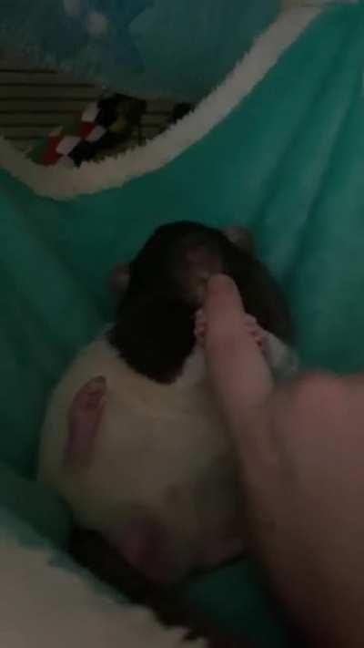 My boy decides I am too dirty to pet him. He must cleanse me!