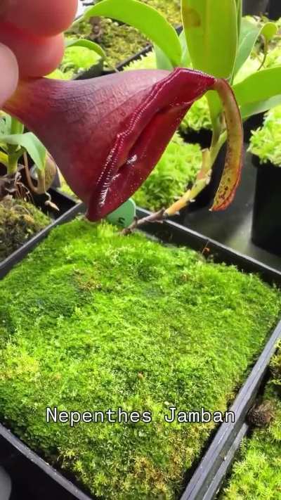 The Sumatran pitcher known for its glue-like thick fluids used to trap large insects