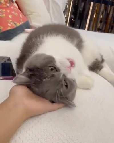 This is so Adorable!